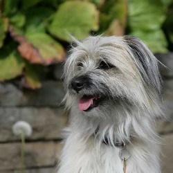 Pyrenäen-Schäferhund (Foto: Gabriele Metz)