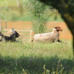 Schafe hüten (Foto: B. Küker)